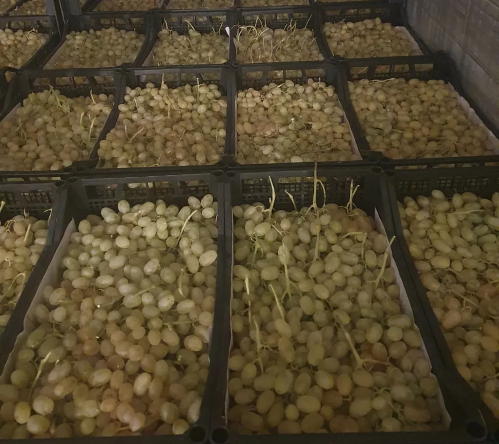 виноград дамские пальчики армянский в Липецке и Липецкой области