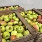 яблоки урожая 2021 года от производителя в Усмани 9