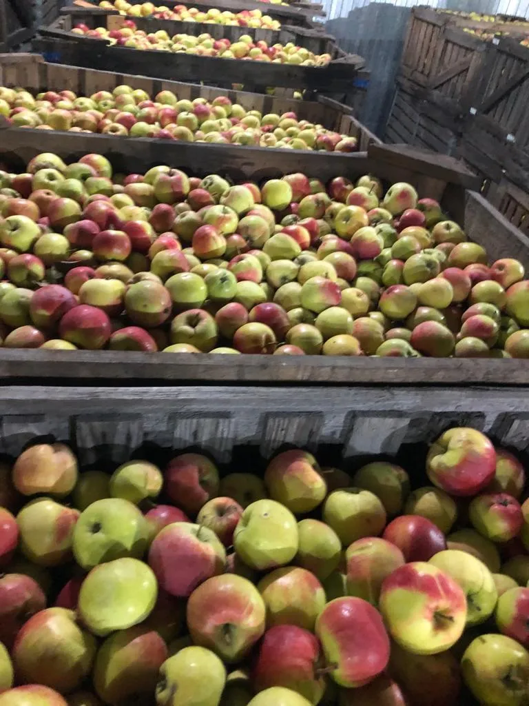 яблоки урожая 2021 года от производителя в Усмани 2