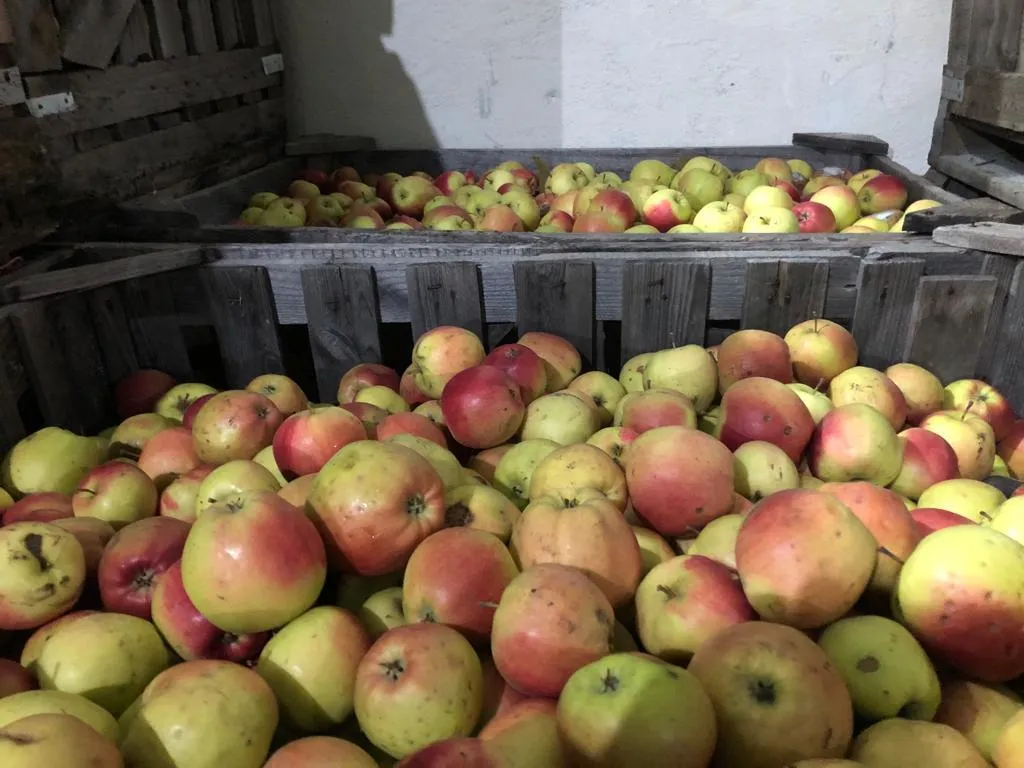 яблоки урожая 2021 года от производителя в Усмани 7