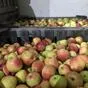 яблоки урожая 2021 года от производителя в Усмани 7