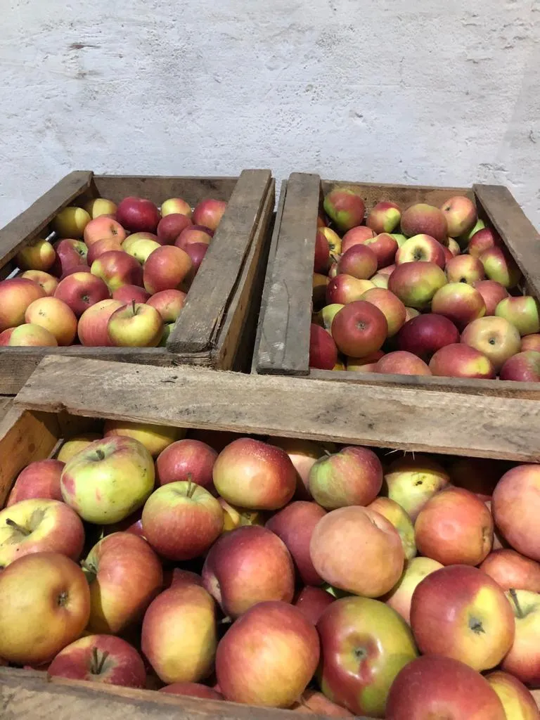 яблоки урожая 2021 года от производителя в Усмани 6