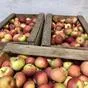 яблоки урожая 2021 года от производителя в Усмани 6