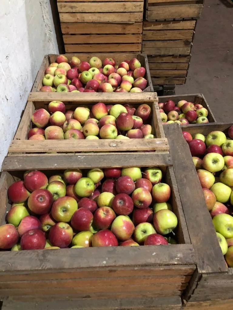 яблоки урожая 2021 года от производителя в Усмани 5