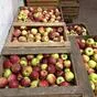яблоки урожая 2021 года от производителя в Усмани 5