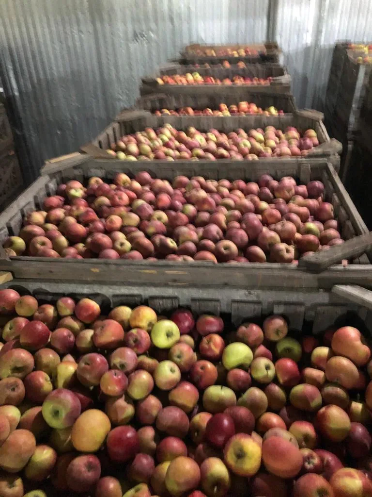 яблоки урожая 2021 года от производителя в Усмани 4