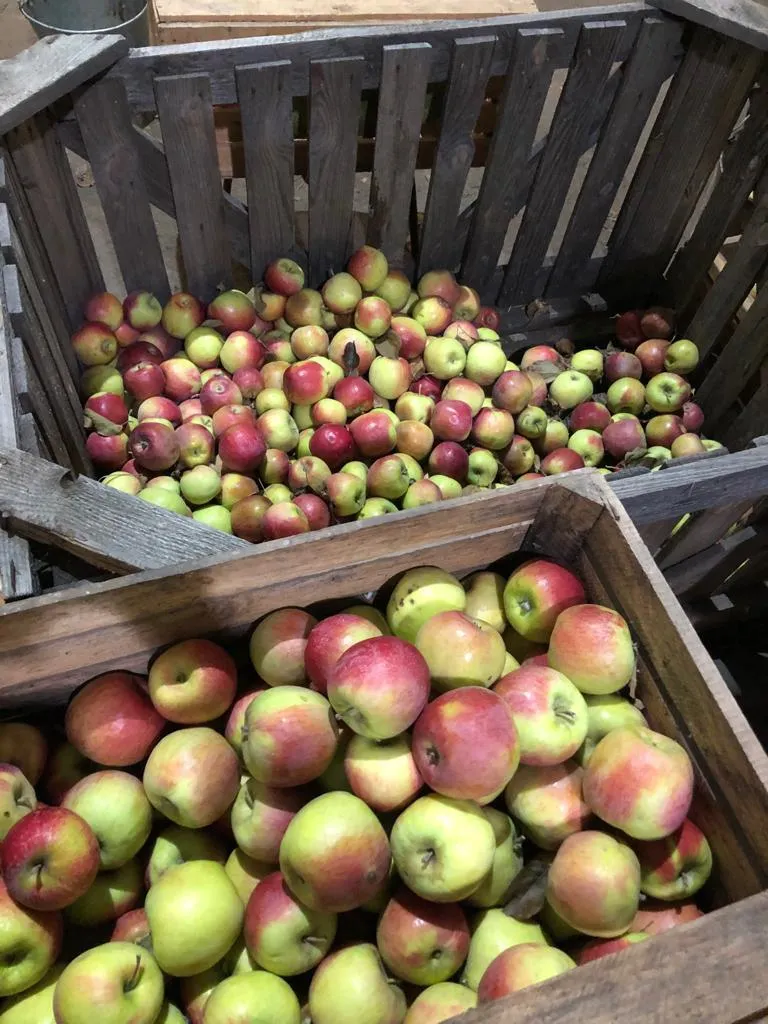 яблоки урожая 2021 года от производителя в Усмани 3