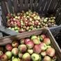 яблоки урожая 2021 года от производителя в Усмани 3
