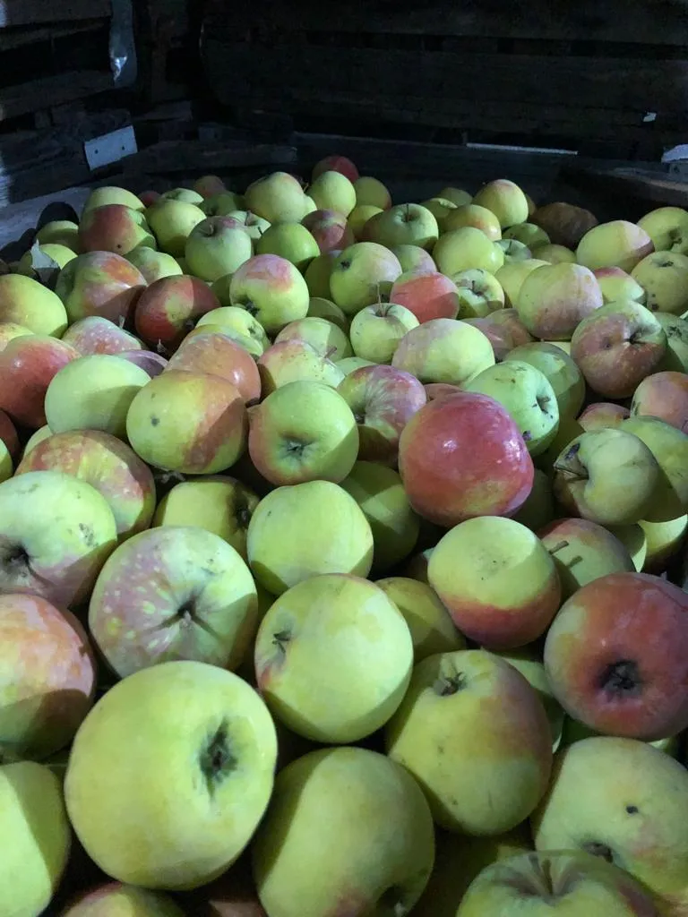 яблоки урожая 2021 года от производителя в Усмани