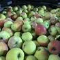 яблоки урожая 2021 года от производителя в Усмани